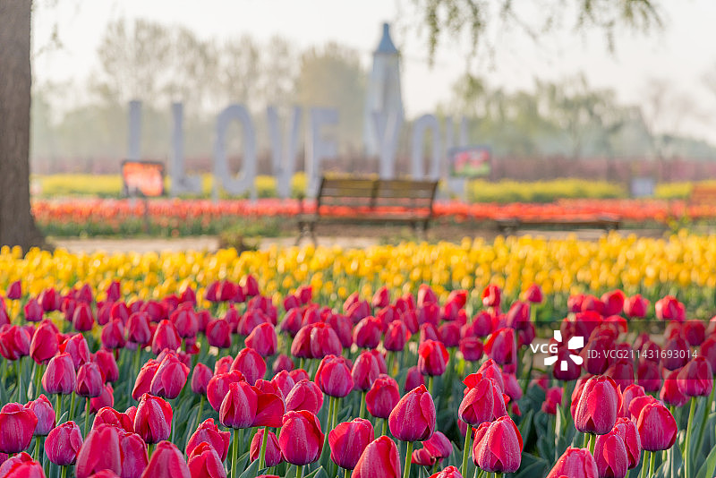 郁金香花海图片素材