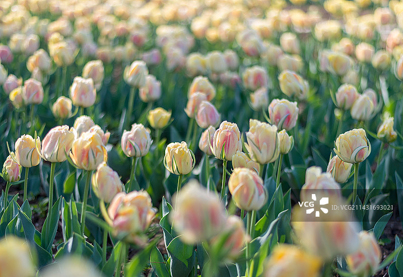 郁金香花海图片素材