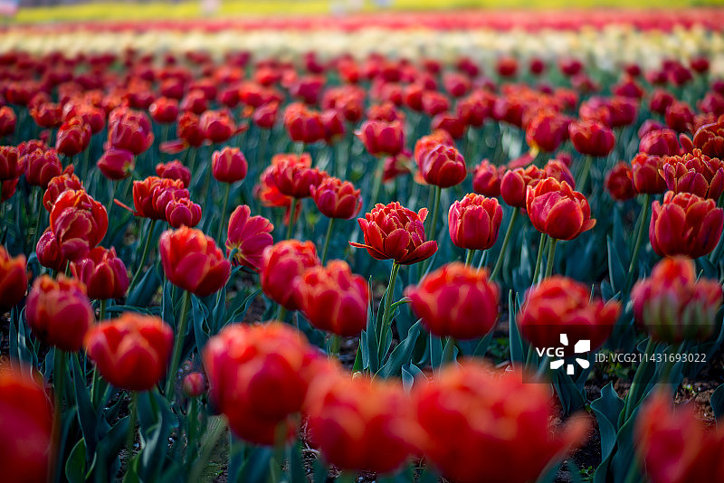 郁金香花海图片素材