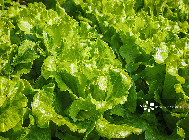 菜地里的有机蔬菜图片素材