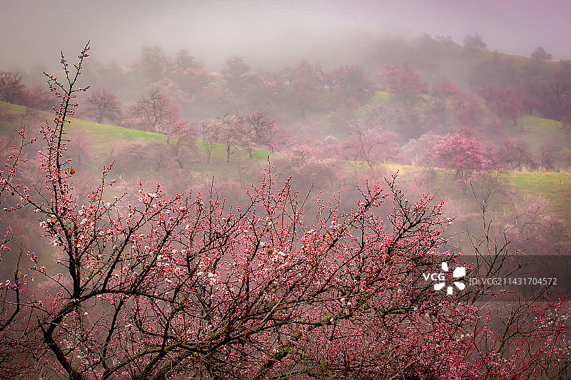 吐尔根杏花沟图片素材