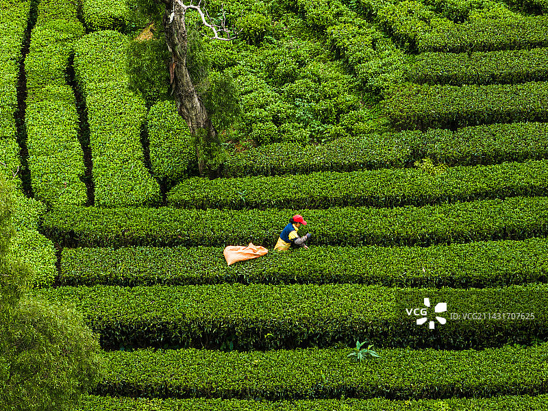茶园采茶图片素材