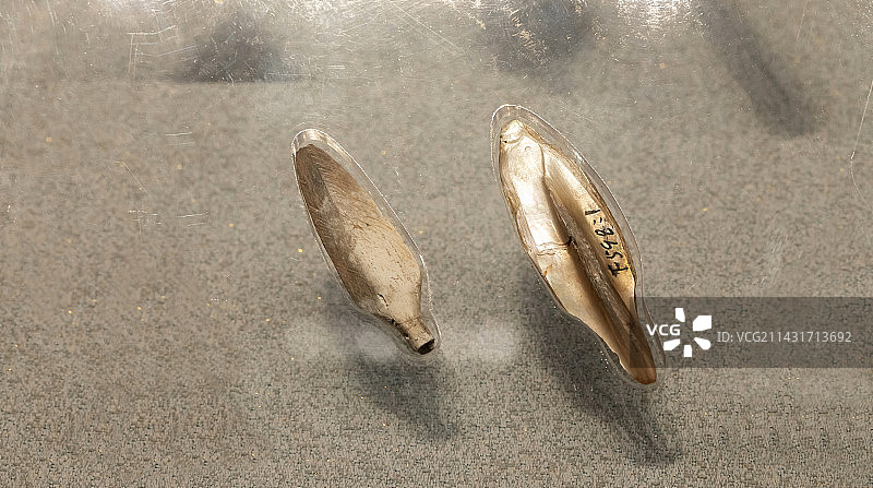 太原市山西博物馆蚌镞商朝公元前21世纪-前16世纪山西省运城市夏县东下冯遗址出土图片素材