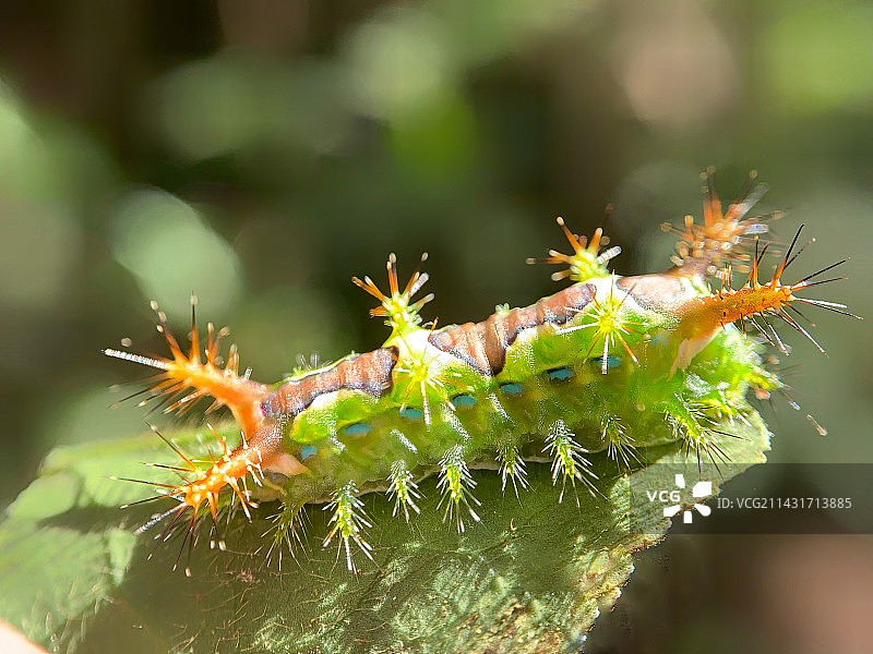 洋辣子(绿刺蛾幼虫）图片素材