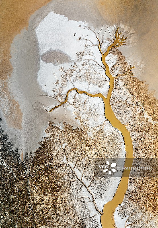 生命之树图片素材