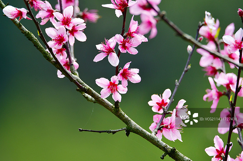 四川省南充市西充县桃博园2023年西充县第十一届桃花季图片素材