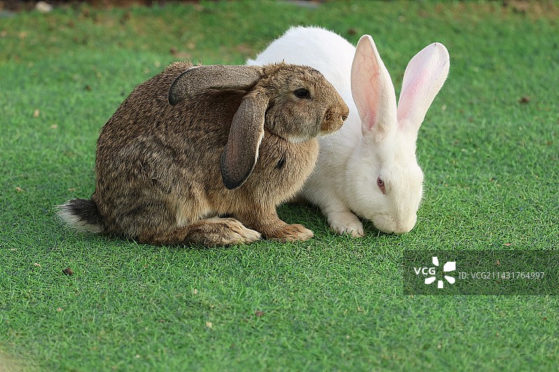 两只兔子图片素材