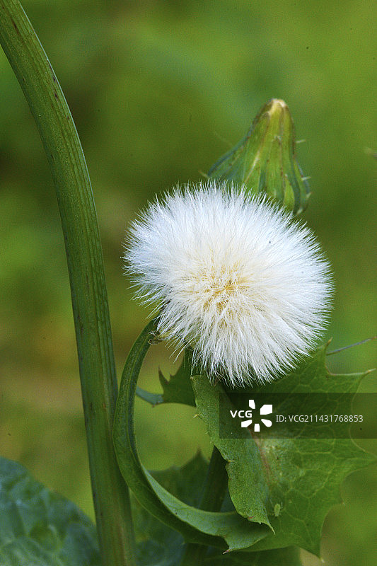 苦苣菜图片素材