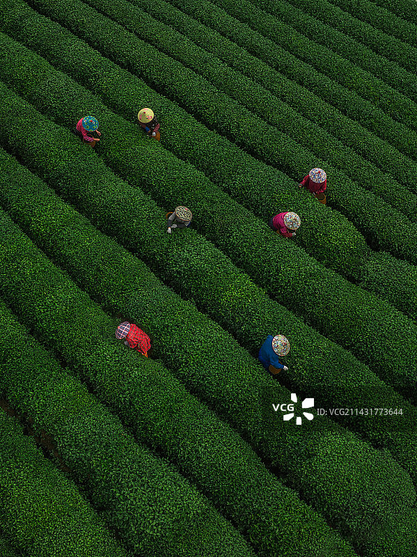 龙井采茶图片素材