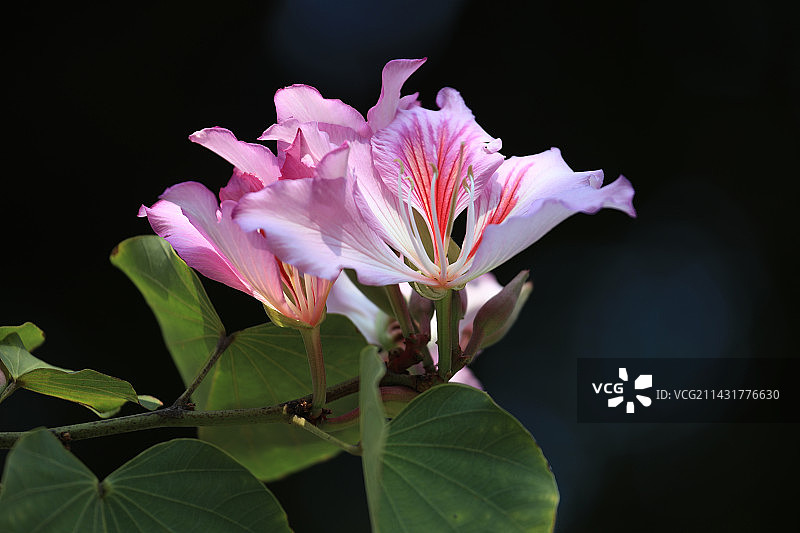 紫荆花图片素材