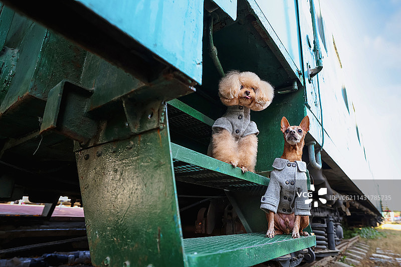 开心的贵宾犬和小鹿犬图片素材