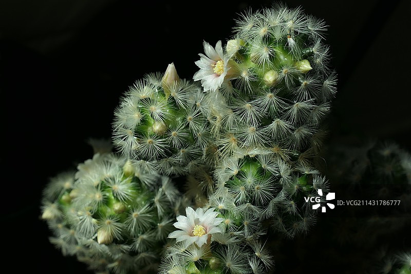 盛开的仙人球花图片素材