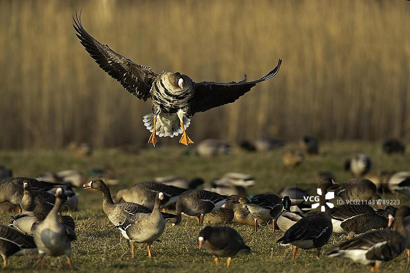 飞来的白额雁，德国梅克伦堡-西波美拉尼亚图片素材