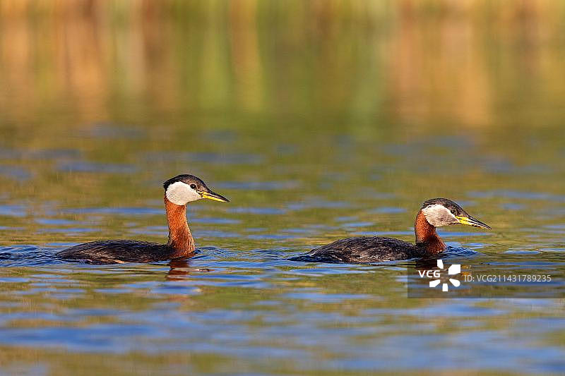 赤颈䴙䴘一对，位于欧洲罗马尼亚多瑙河三角洲生物圈保护区图片素材