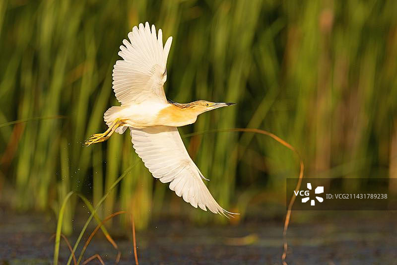 苍鹭飞行于罗马尼亚多瑙河三角洲生物圈保护区图片素材