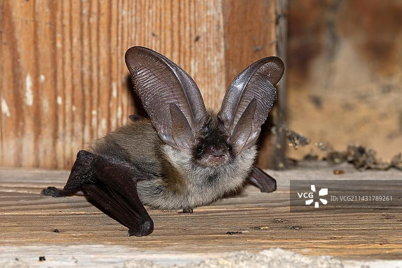 灰色的长耳蝙蝠，德国图林根图片素材
