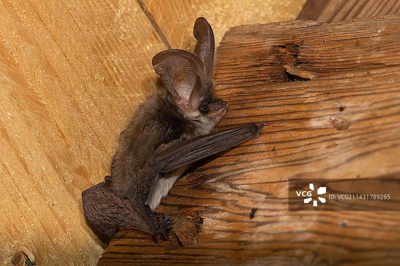 灰色的长耳蝙蝠，德国图林根图片素材