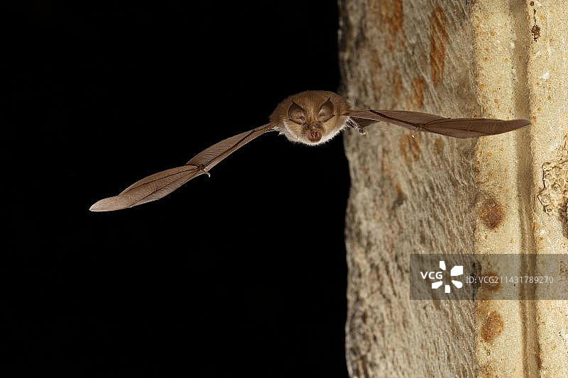 飞行中的长耳蝙蝠，德国图林根州，欧洲图片素材