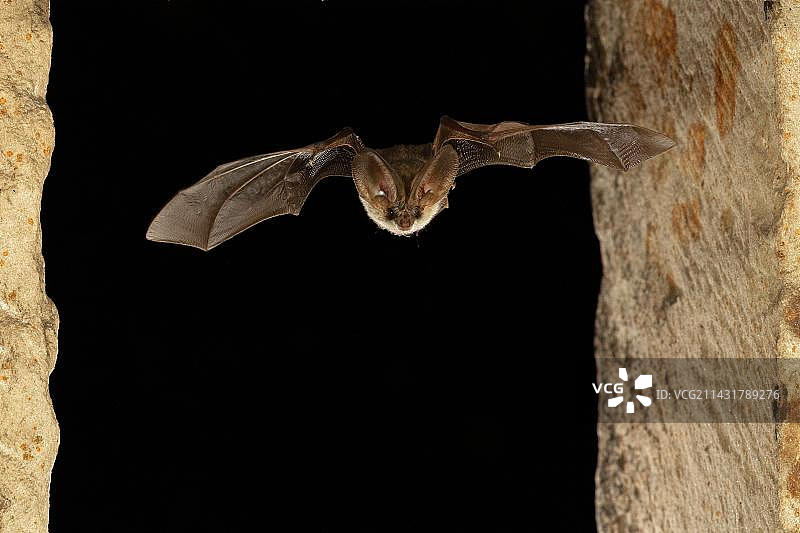 飞行中的长耳蝙蝠，德国图林根州，欧洲图片素材