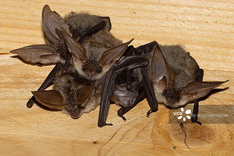 德国图林根的长耳蝙蝠图片素材