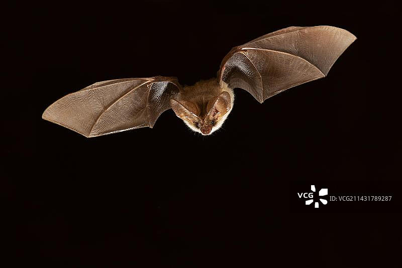 飞行中的长耳蝙蝠，德国图林根州，欧洲图片素材