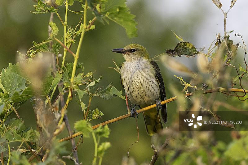 多瑙河三角洲生物圈保护区的欧亚金莺幼鸟图片素材