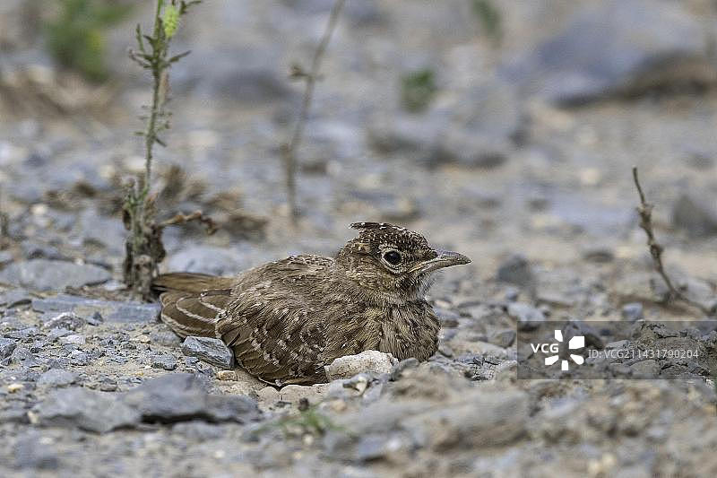 凤头百灵鸟，幼鸟栖息在地面，位于欧洲罗马尼亚多瑙河三角洲生物圈保护区图片素材