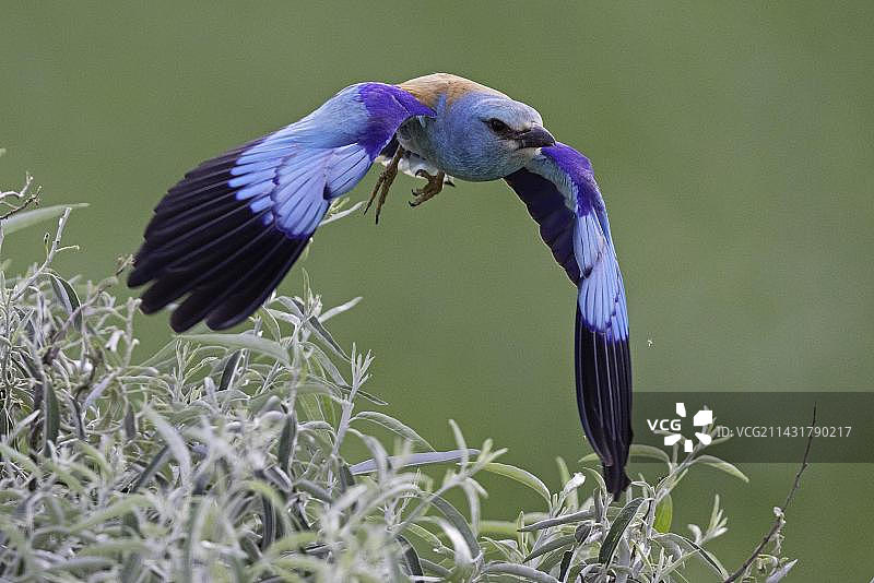 蓝胸佛法僧在罗马尼亚多瑙河三角洲起飞图片素材