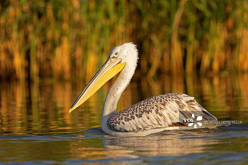 达尔马提亚鹈鹕，位于欧洲罗马尼亚多瑙河三角洲生物圈保护区图片素材