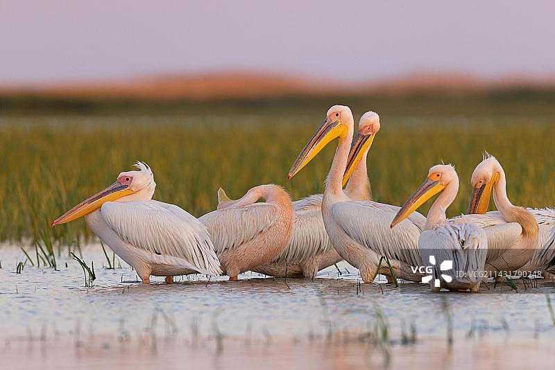 大白鹈鹕群，罗马尼亚多瑙河三角洲图片素材