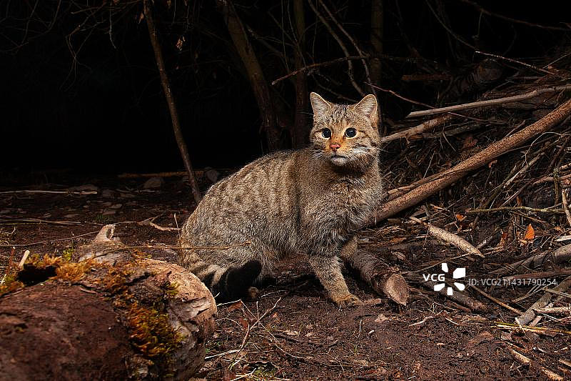 欧洲野猫，德国图林根图片素材