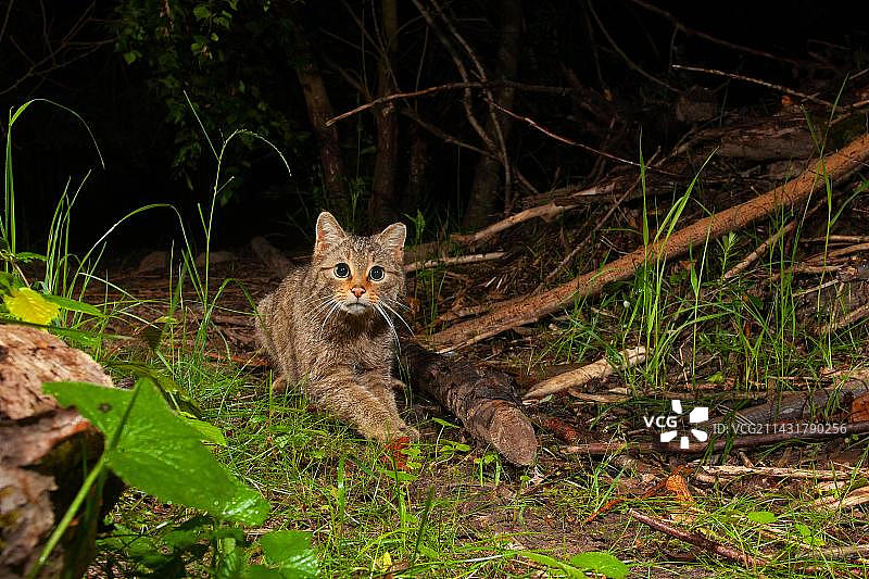 欧洲野猫，德国图林根图片素材