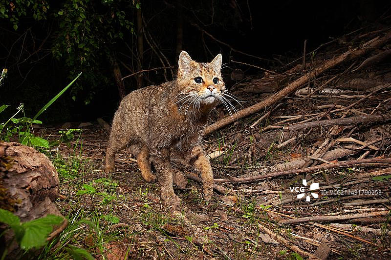 欧洲野猫，德国图林根图片素材