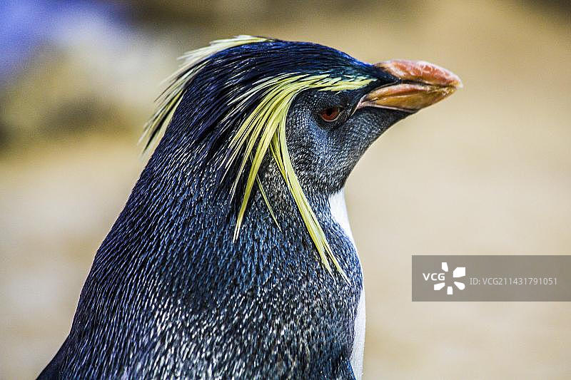 南跳岩企鹅，南非开普敦两洋水族馆，西开普省，非洲图片素材