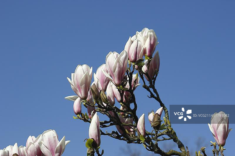 玉兰花，德国北莱茵-威斯特法伦图片素材