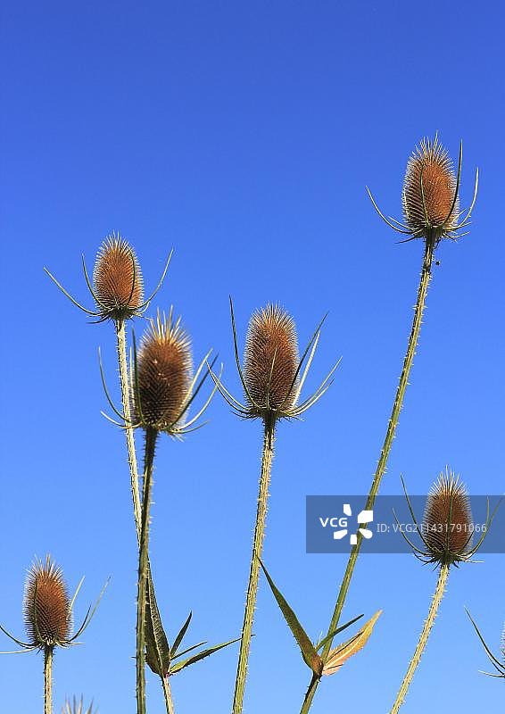 德国北莱茵-威斯特法伦的野生续断图片素材