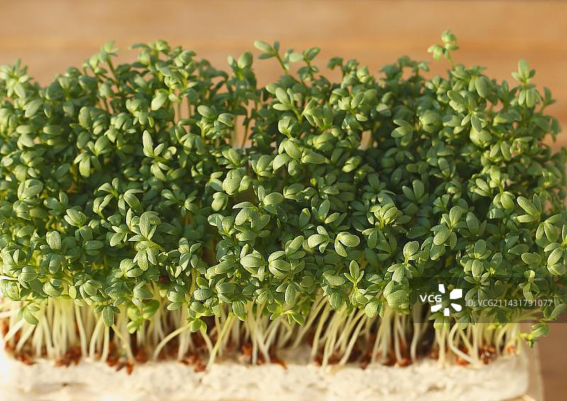 豆瓣菜图片素材