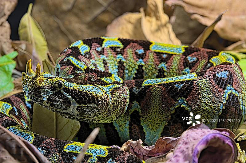 黑背景下的犀咝蝰，鼻角咝蝰图片素材