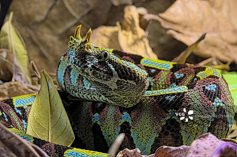 黑背景下的犀咝蝰，鼻角咝蝰图片素材