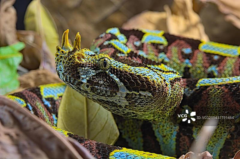黑背景下的犀咝蝰，鼻角咝蝰图片素材