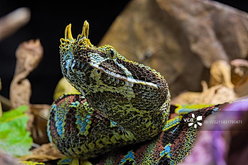 黑背景下的犀咝蝰，鼻角咝蝰图片素材