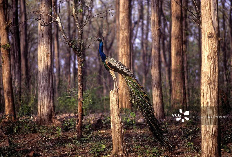 印度国鸟孔雀（Pavo cristatus），位于印度南部卡比尼，卡纳塔克邦，亚洲图片素材