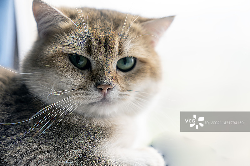 一只眼神专注的美国圆头黄色猫图片素材