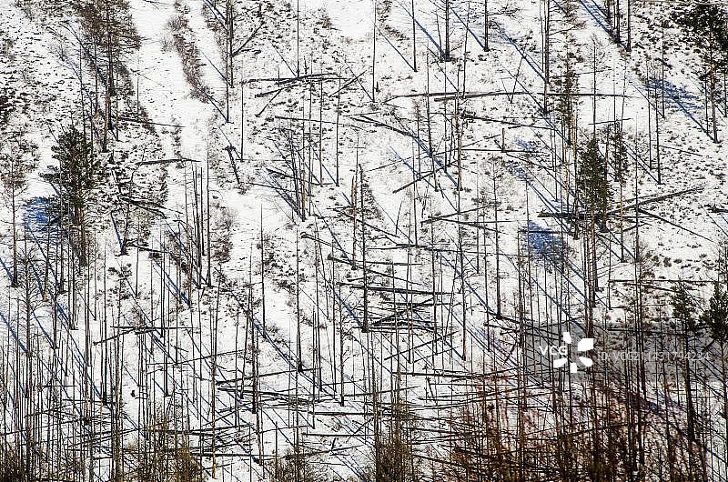森林，伊尔库茨克州，西伯利亚，俄罗斯，欧洲图片素材