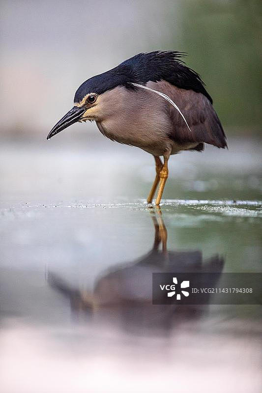 黑冠夜鹭（学名：Nycticorax nycticorax），位于匈牙利图片素材