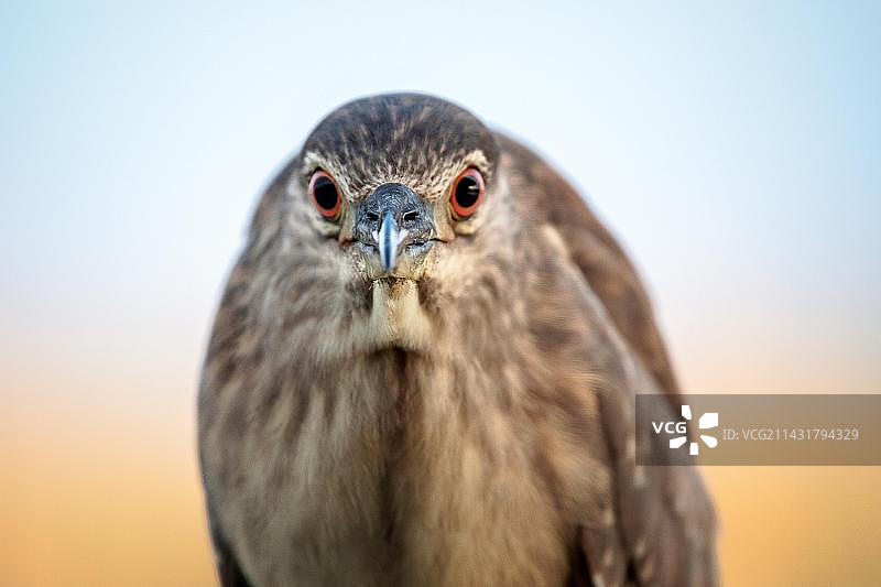 黑冠夜鹭幼鸟图片素材