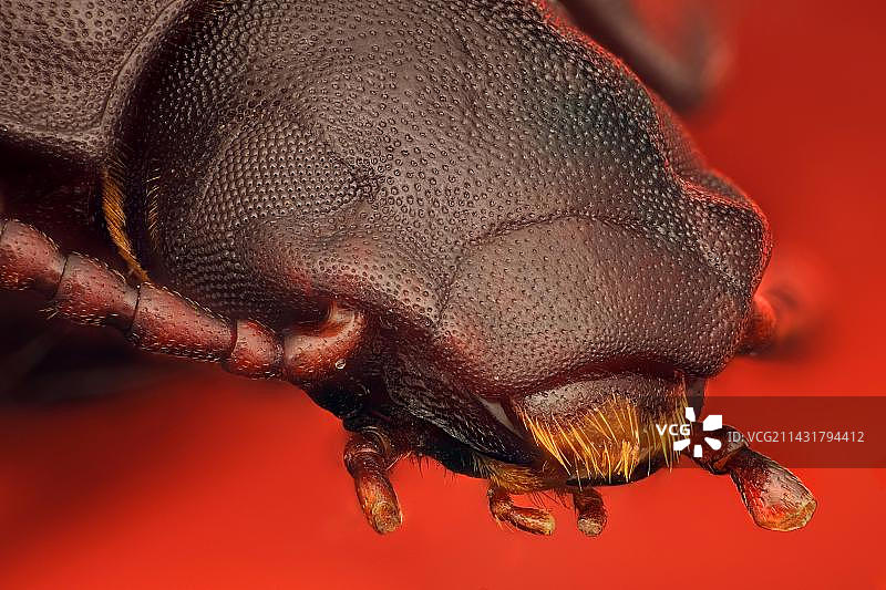 （黄粉虫）或面粉甲虫，常用于喂养爬行动物或鱼类宠物，也可用于生物研究，可能是一种危害储粮生产的收获后害虫图片素材