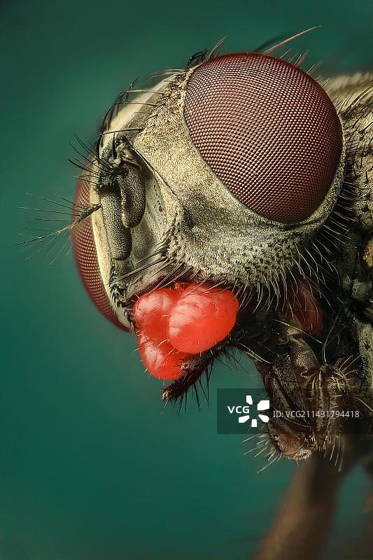 显示严重螨虫侵扰的家蝇图片素材