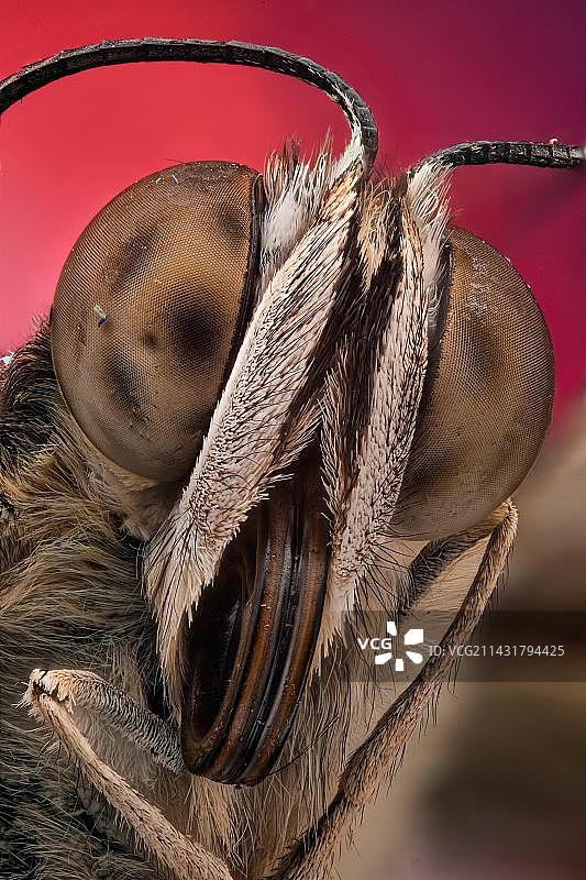 蝴蝶特写：复眼、鳞片和口器细节图片素材