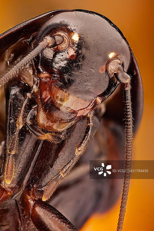 东方蜚蠊图片素材